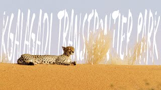 Kgalagadi Transfrontier Park  South Africa [upl. by Ecile]