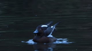 Vitögd dykand Ferruginous duck aythya neroca 20241105 Lunds reningsverk [upl. by Anneirb732]