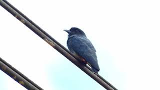 SwallowWinged Puffbird Chelidoptera tenebrosa tenebrosa French Guiana [upl. by Frida315]