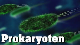 Prokaryoten  Definition und zellulärer Aufbau schnell erklärt [upl. by Eniaj669]