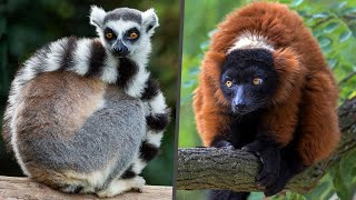 Lemurs of Madagascar What they want [upl. by Giulia]