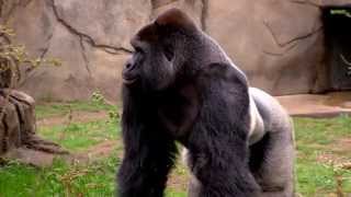 New Silverback Gorilla Harambe 1st Time Out  Cincinnati Zoo [upl. by Brader675]