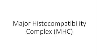 Major Histocompatibilty Complex MHC  Human Leukocyte Antigens HLA  Immunology [upl. by Drarreg475]