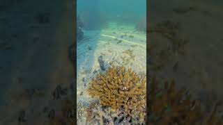 Just a few little fishies in Aitutaki [upl. by Elbag]