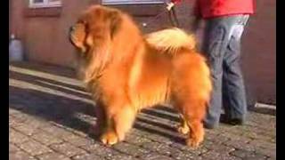 Chow Chow Trever Denmark [upl. by Etteval]