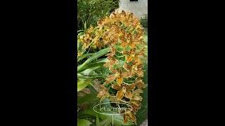 Grammatophyllum  How to Grow and Care [upl. by Steffie936]