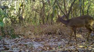 Veadocatingueiro Subulo gouazoubira  monitoramento de fauna da eeCoo em Camapuã MS [upl. by Anigriv]