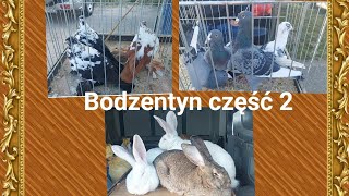 TARG BODZENTYN 26052024 GOŁĘBIE KRÓLIKI KURYCZĘŚĆ 2 [upl. by Alikam702]