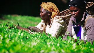 MampS Food Fairtrade Fortnight Community Video [upl. by Berthold494]