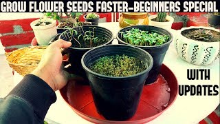 How To Grow Flower Seeds Faster BEGINNERS SPECIAL [upl. by Boone705]