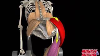 Gluteus Maximus Muscle [upl. by Claribel]