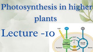 Photosynthesis in higher plants Lecture  10 [upl. by Nyer]