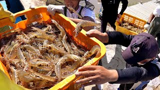 1년에 딱 2달 영업하는 식당 바다앞 갯벌 새우 양식으로 월15톤씩 팔리는 새우집 30년 토박이 사장님 등 제철해산물 영상 몰아보기┃SeafoodKoreanStreetFood [upl. by Alie]