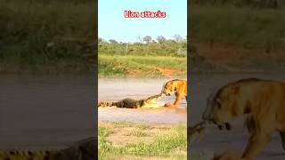 Lion vs Crocodile attacks  shocking fight between lion and crocodile shorts shortvideo ytshorts [upl. by Cyd]