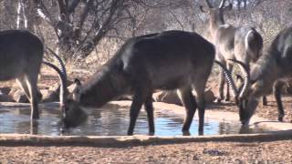 African Bowhunting Safari 2012  wwwgearoutnet [upl. by Akenot]