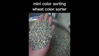 wheat color sorter machine mini colour sorter [upl. by Sipple]