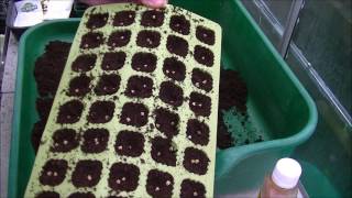 Allotment Journals  How I sow Beetroot amp Spring Onions in modules [upl. by Frere31]