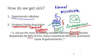 Escherichia coli [upl. by Herra]