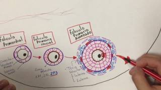 Histología Desarrollo folicular [upl. by Nosirrah346]