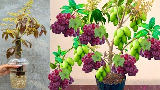 New Techniques for Reproducing Mango Tree in Grapes Fruit Get fruit fast  Growing Mango Tree [upl. by Aniar573]