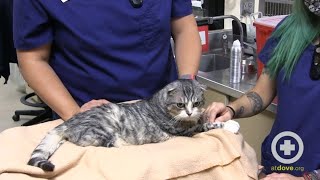 Restraint Techniques for Brachycephalic Cats [upl. by Westfahl]