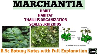 MARCHANTIA  Its Classification Characteristics Scales Rhizoids  BSc botany Notes ZBC [upl. by Artek]