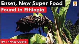 Enset New Super Food Found in Ethiopia [upl. by Aneehsat]