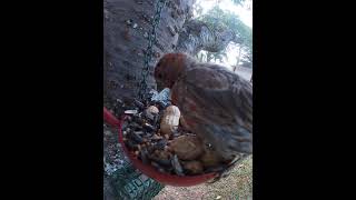 Molting Male House Finch Having A Meal [upl. by Flor350]