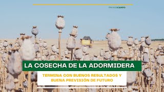 La cosecha de adormidera termina con buenos resultados y buena previsión de futuro [upl. by Robaina378]