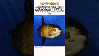 【3属・5種】マンボウの仲間たちは何種類？ shorts 海の生物 1分雑学 [upl. by Aiepoissac522]