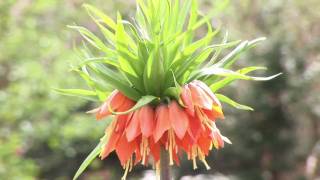 Growing Fritillaria [upl. by Archibold930]