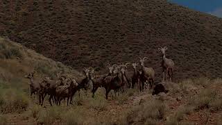 Desert Bighorn Mountain Sheep Middlegate Nevada [upl. by Udella]