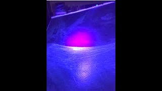 Norwex Blacklight and Glow Germ Demo with Raw Chicken [upl. by Beffrey]