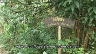 Flowers in the forest an organic agroforestry and rice system in Bali [upl. by Melicent]