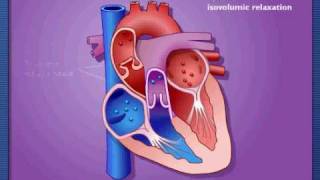 Cardiac Cycle  Systole amp Diastole [upl. by Maible755]