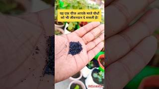 How to use Humic acid 98।plants ki growth ke liye humic acid use karehumicacid gardening plants [upl. by Leela]