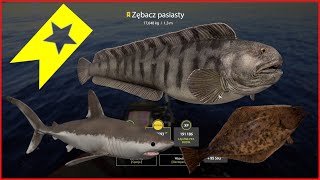 Trophy wolffish Norwegian Sea  Russian Fishing 4 rf4 spot 41 mjplay [upl. by Akemeuwkuhc321]