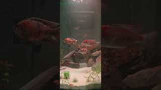 Slowdown cichlid fluval marineland happy [upl. by Haorbed]