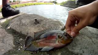 Fishing Exotic South Florida Fish Miami Canal [upl. by Kalvn]