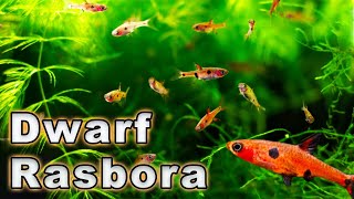 An Amazing Nano Fish Dwarf Rasbora Care and Breeding Boraras maculatus Species Profile [upl. by Suhail]