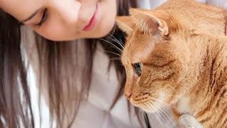 Pancreatitis in cats [upl. by Day111]