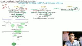 miRNA vs siRNA vs shRNA  the difference [upl. by Wurtz]