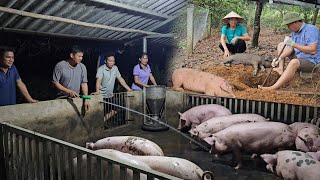 Pig disease kills throughout the farm Selling liquidated pigs is considered giving away Ep 217 [upl. by Aindrea288]