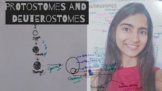 Protostomes and Deuterostomes  differentiate protostome from Deuterostomes Animal kingdom Class 11 [upl. by Iliram]