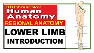 Chp1  Lower Limb Introduction  BD Chaurasia Regional Anatomy  Dr Asif Lectures [upl. by April]