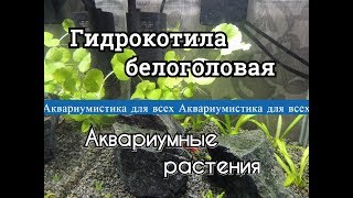 Гидрокотила белоголовая Щитолистник белоголовый Hydrocotyle leucocephala [upl. by Yeldnarb]