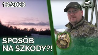 SUDECKA OSTOJA 132023 Sposób na obniżenie szkód Wabimy lisy  Fox hunting [upl. by Maurene]