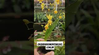 Orquidário Monte Negro  Oncidium Twinkle Amarelo [upl. by Vidda90]