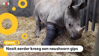 Neushoorn breekt poot en krijgt gips [upl. by Dnar271]