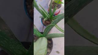 Alovera plant youtubeshorts gardening plant shorts shortfeed aloeveraplant care [upl. by Sully]